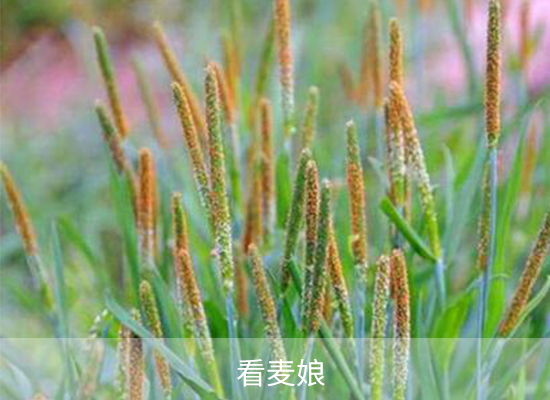 氟唑磺隆 氟唑磺隆