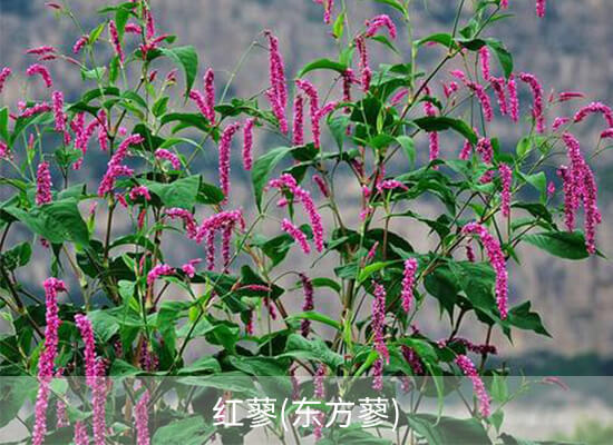 氯酯磺草胺 氯酯磺草胺