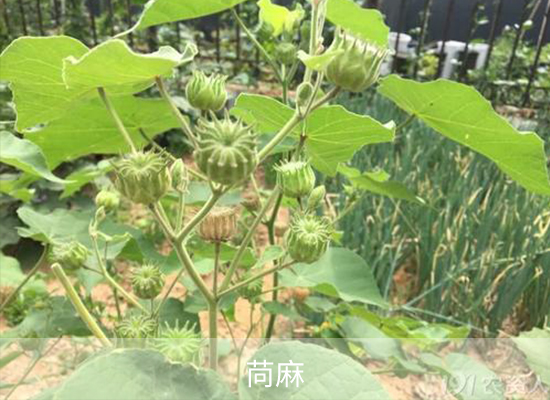 雙氯磺草胺 雙氯磺草胺