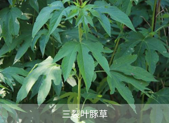氯吡嘧磺隆 氯吡嘧磺隆