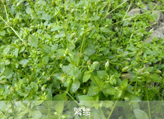 苯嗪草酮 苯嗪草酮