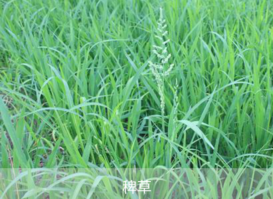 噁嗪草酮 噁嗪草酮