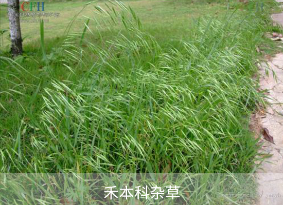 噁嗪草酮 噁嗪草酮